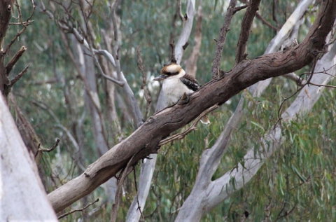 Ingenia Holidays Murray Bend - Accommodation Brunswick Heads 6