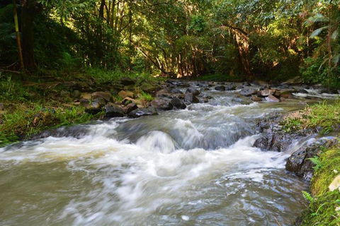 Tropical Bliss Bed & Breakfast - Accommodation Brunswick Heads 4