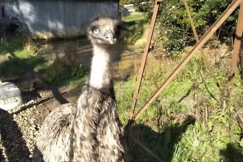 A Twist Of Willow - Accommodation Brunswick Heads 3