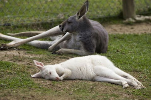 A Twist Of Willow - Accommodation Brunswick Heads 0