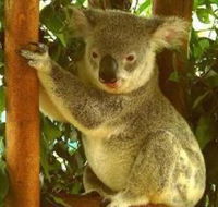 Noosa Backpackers Resort Hostel - Accommodation Brunswick Heads