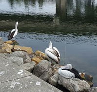 Saltwater Seafoods - Accommodation Brunswick Heads