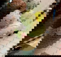 The Natural Waffle Ice Cream Parlour - Accommodation Brunswick Heads