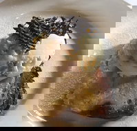 The Magpie Cafe - Accommodation Brunswick Heads