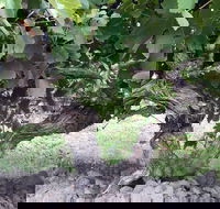 Nick Haselgrove Wines - Accommodation Brunswick Heads