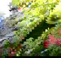 Springwood Farm Berries - Accommodation Brunswick Heads