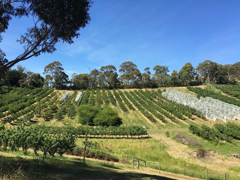 Cherrytime Orchard - Accommodation Brunswick Heads 0