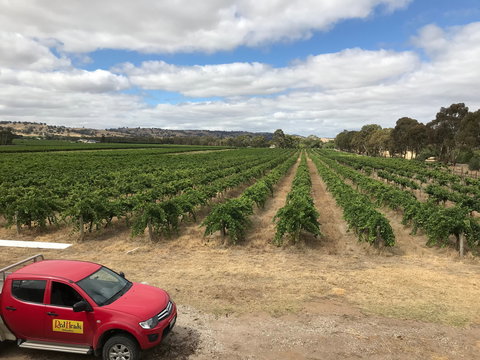 RedHeads Wine - Accommodation Brunswick Heads 1