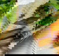 Thanh Binh - Cabramatta - Accommodation Brunswick Heads