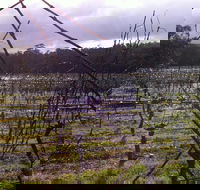 Darlington Vineyard - Accommodation Brunswick Heads