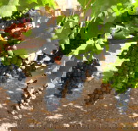 Waybourne Winery - Accommodation Brunswick Heads