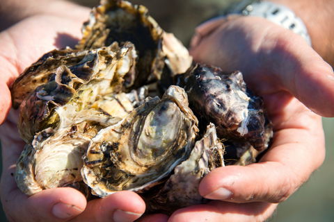 Freycinet Marine Farm - Accommodation Brunswick Heads 2