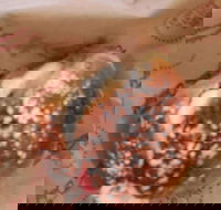 Baker's Delight - Broadbeach - Accommodation Brunswick Heads