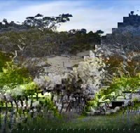 Mount Majura Vineyard - Accommodation Brunswick Heads