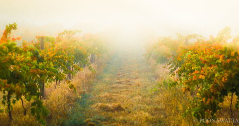 Poonawatta - Accommodation Brunswick Heads 0