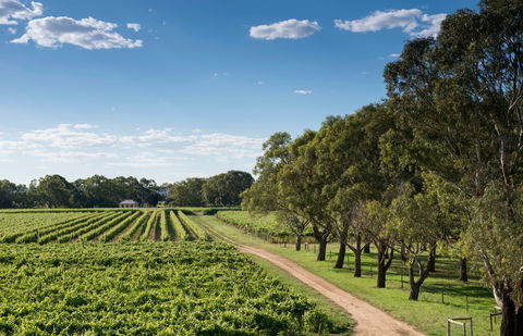 Bleasdale Vineyards - Accommodation Brunswick Heads 1