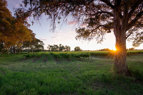 Bleasdale Vineyards - Accommodation Brunswick Heads 2
