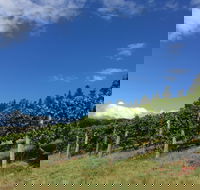 Freycinet Vineyard - Accommodation Brunswick Heads