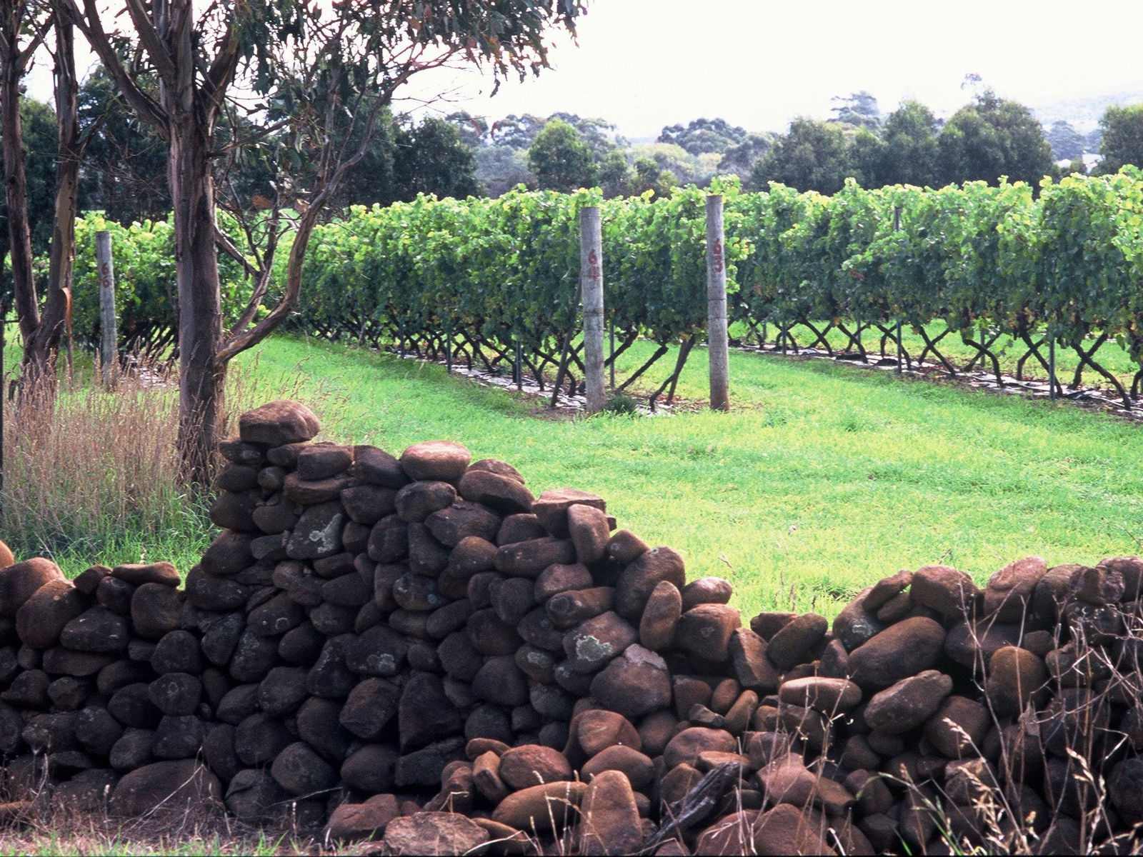 Cranbrook TAS Accommodation Brunswick Heads