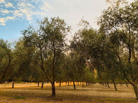 Talinga Grove - Accommodation Brunswick Heads 1
