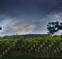 Dalrymple Vineyards - Accommodation Brunswick Heads
