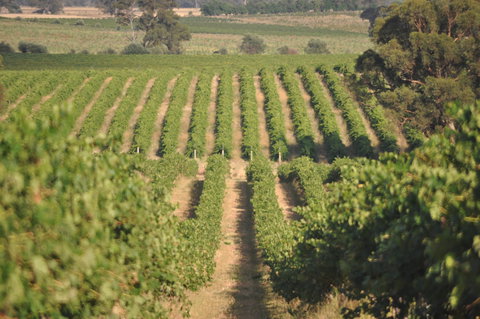 John Gehrig Wines Rutherglen - Accommodation Brunswick Heads 2