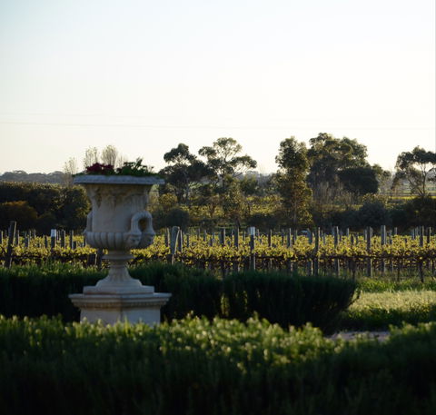 Angas Plains Wines Cellar Door - Accommodation Brunswick Heads 1