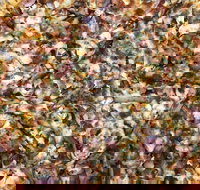 Mitch's Pizza  Pasta - Accommodation Brunswick Heads