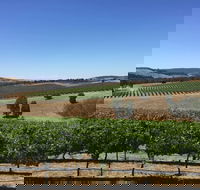 Peerick Vineyard and Winery - Accommodation Brunswick Heads