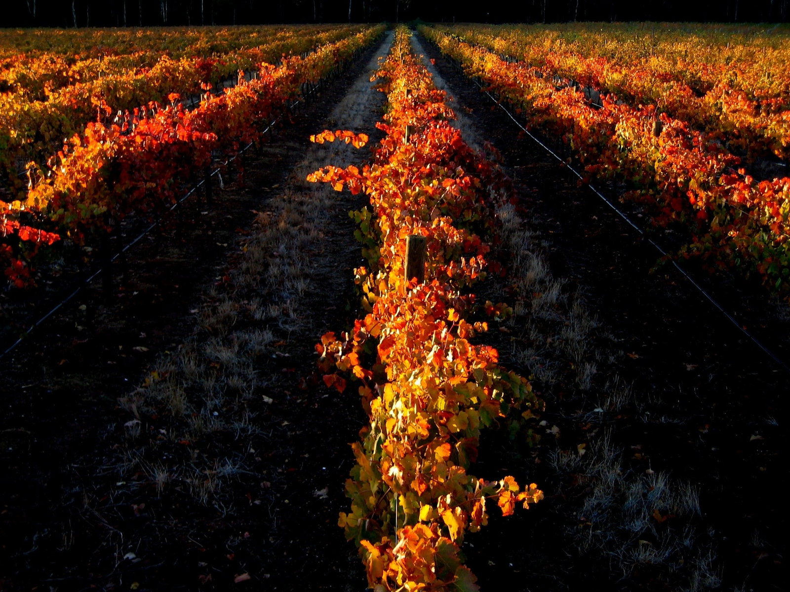 Myers Flat VIC Accommodation Brunswick Heads