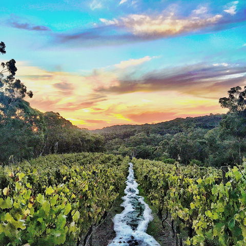 Between The Vines Cellar Door - Accommodation Brunswick Heads 0