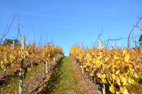 Between The Vines Cellar Door - Accommodation Brunswick Heads 1