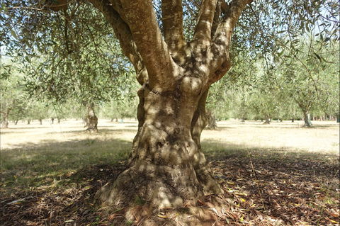 Lentara Grove - Accommodation Brunswick Heads 0