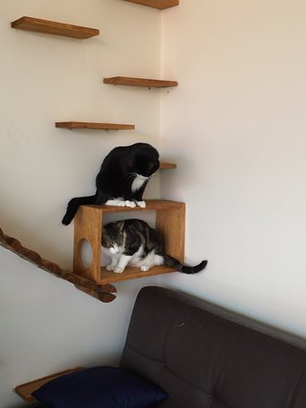 Hobart Cat Cafe - Accommodation Brunswick Heads 0