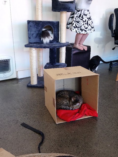 Hobart Cat Cafe - Accommodation Brunswick Heads 3