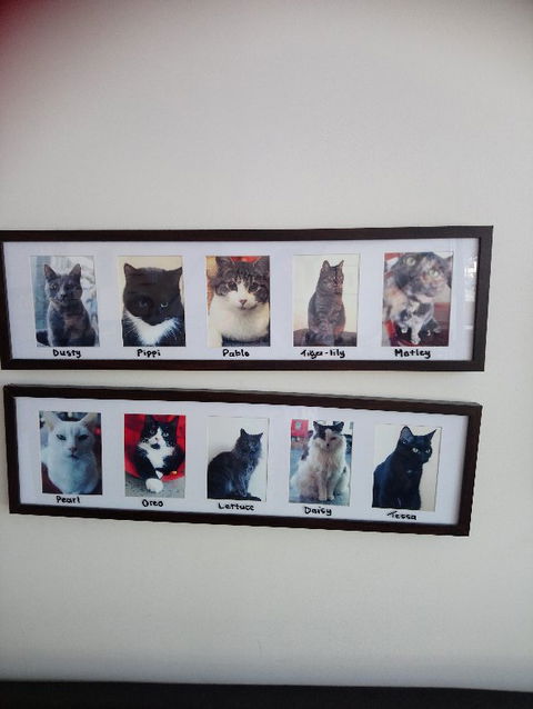 Hobart Cat Cafe - Accommodation Brunswick Heads 4