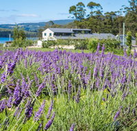 Port Arthur Lavender - Accommodation Brunswick Heads