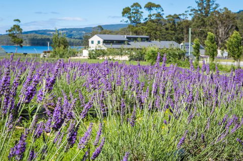 Port Arthur Lavender - Accommodation Brunswick Heads 0