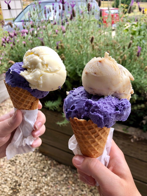 Port Arthur Lavender - Accommodation Brunswick Heads 1