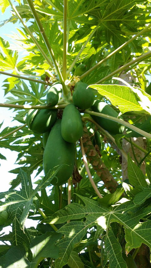 Zaab Thai Cuisine - Accommodation Brunswick Heads 8