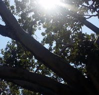 The Season Tree - Accommodation Brunswick Heads
