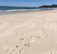Mr Bengel - Accommodation Brunswick Heads