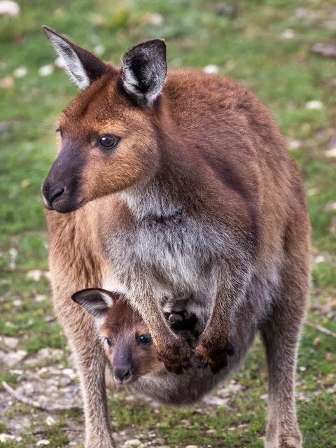 Mercure Kangaroo Island Lodge - Accommodation Brunswick Heads 38
