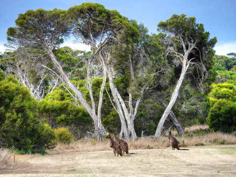 Mercure Kangaroo Island Lodge - Accommodation Brunswick Heads 33