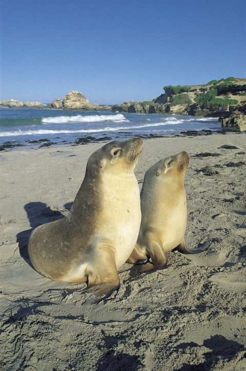 Kangaroo Island Seafront - Accommodation Brunswick Heads 40