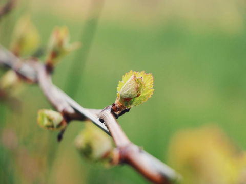Lost In The Vines - Accommodation Brunswick Heads 16