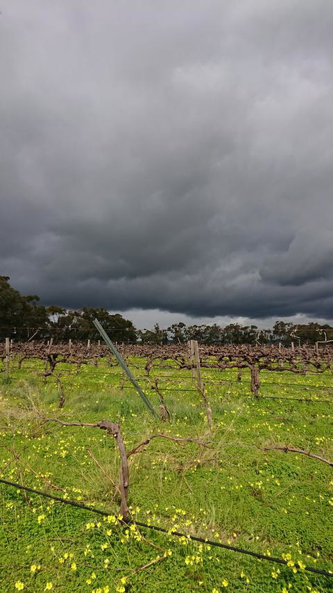 Lost In The Vines - Accommodation Brunswick Heads 27
