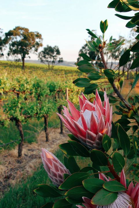Lost In The Vines - Accommodation Brunswick Heads 14