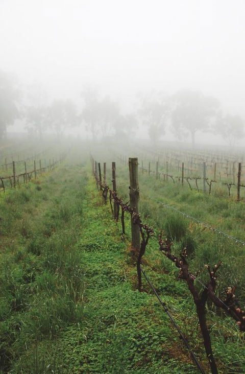 Lost In The Vines - Accommodation Brunswick Heads 15