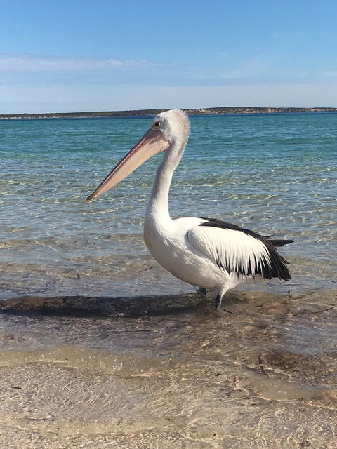 Sail & Anchor - Accommodation Brunswick Heads 2